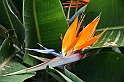 Kanary_2010 137